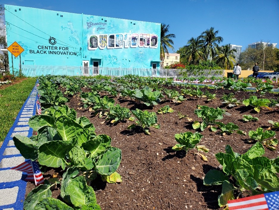 A thriving garden with greens growing, and a building in the background with Center for Black Innovation written on it